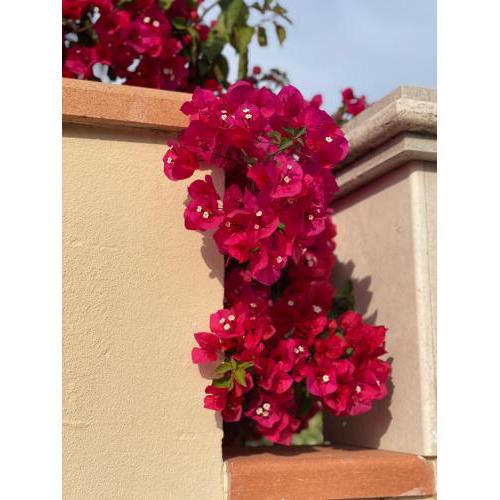 Bougainville