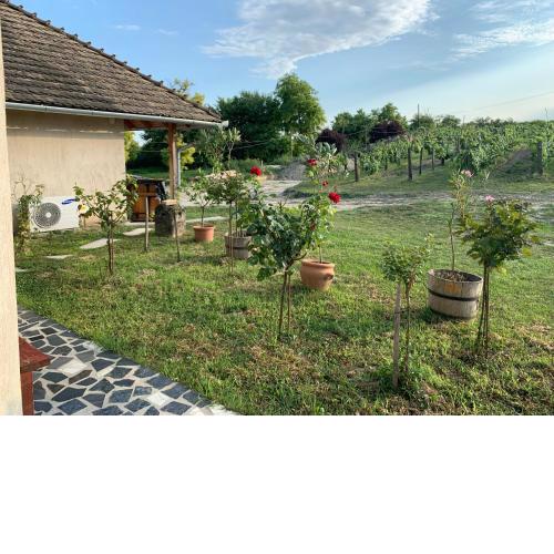 Buzál-Mórocza Pincészet és Szálláshely