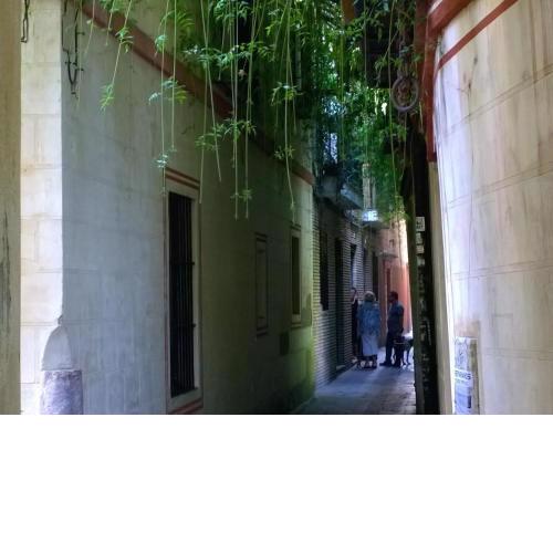 Calle verde 9