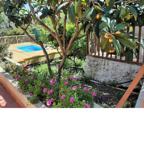 Carrubo - Giardino in città