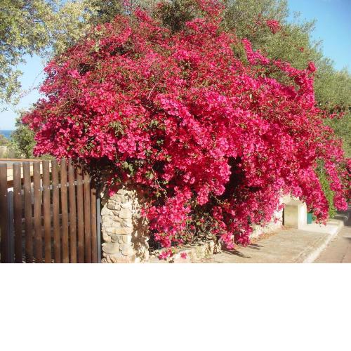 Casa a 300mt.dal mare CalaSinzias, 6 letti, AC, Pets welcome, Wi-Fi free