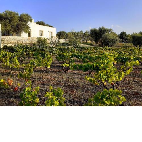 Casa dei Vigneti