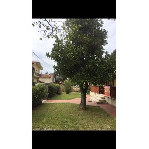 Casa del lagotto