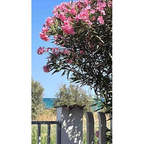 Casa dell'Oleandro con vista mare - IUN Q1269