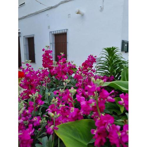 Casa Francisca en el casco antiguo