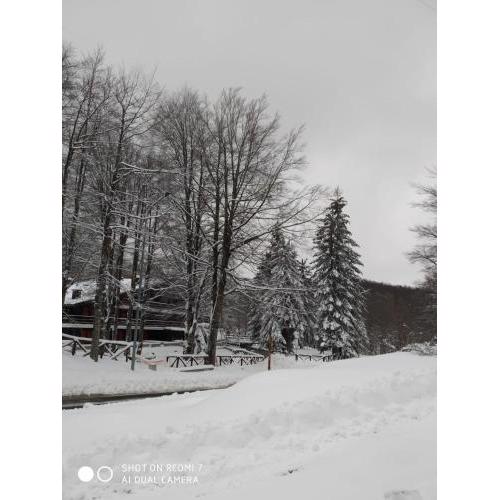 Casa nel bosco