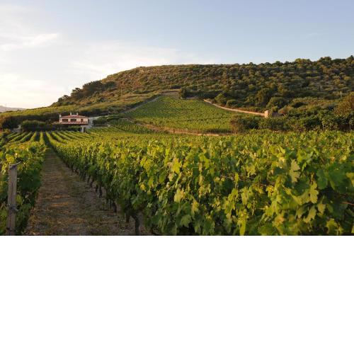 Casa nel vigneto con vista mare