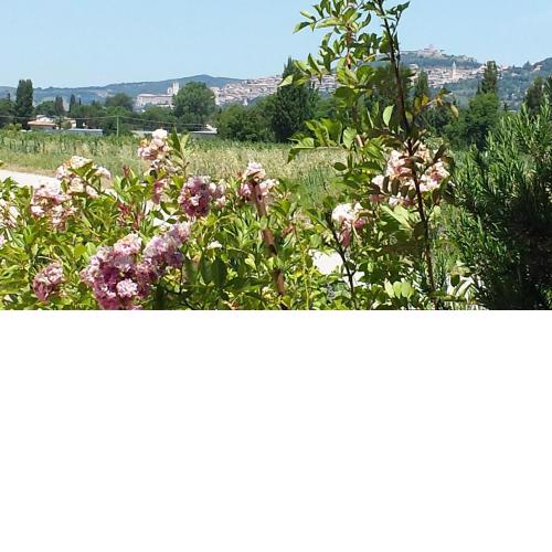 Casa Nonna Jole