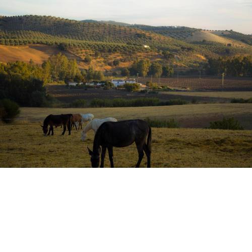 Casa Rural Asiento del Río