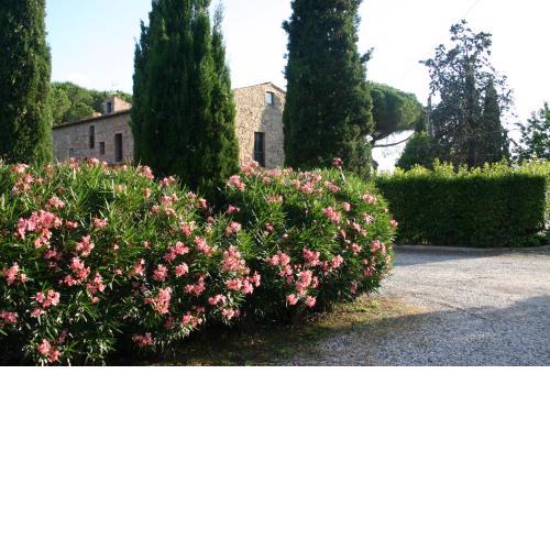 Casaleaurelia