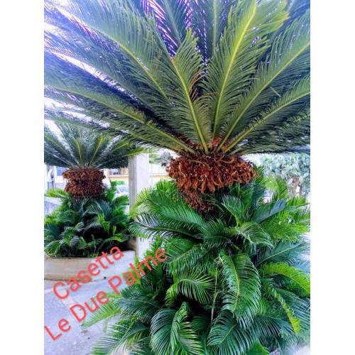 Casetta "Le Due Palme"