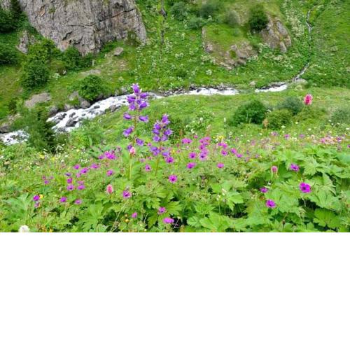 cicekli pansiyon camping