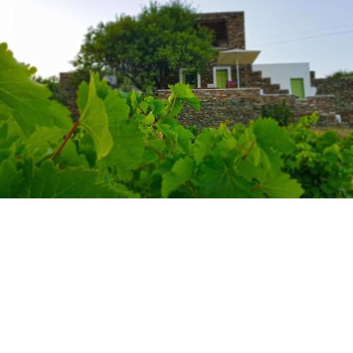 Cycladic Vineyard House