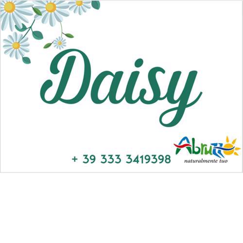 Daisy