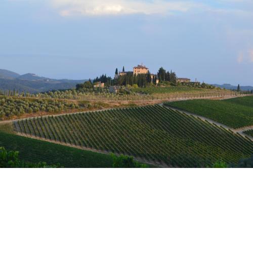 damario panorama