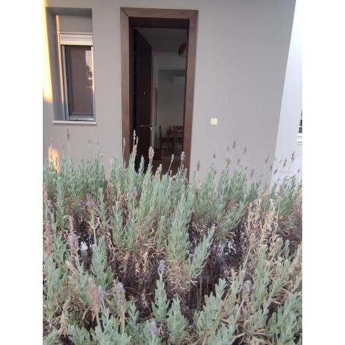 DIMITRAS SUITE