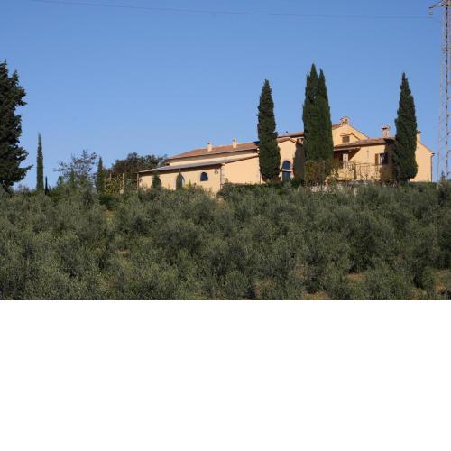 Donzellino