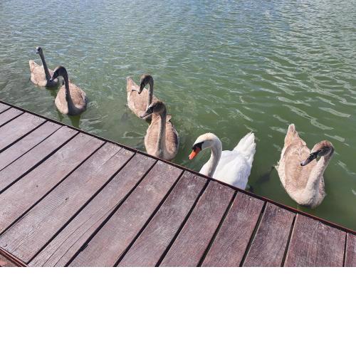 Dunabeach Dömsöd