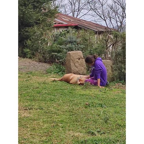 Ekolojik Güney Köy Pembe Köşk