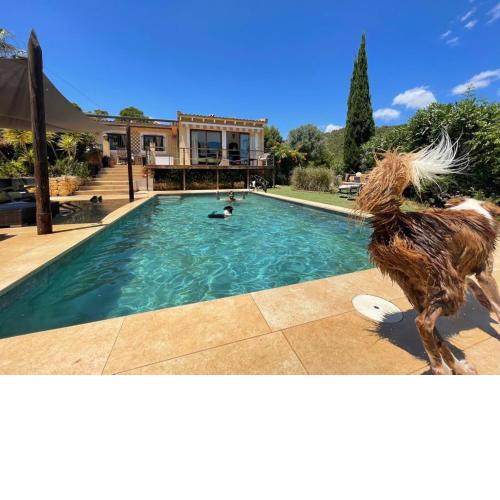 El Paraiso de los Perros