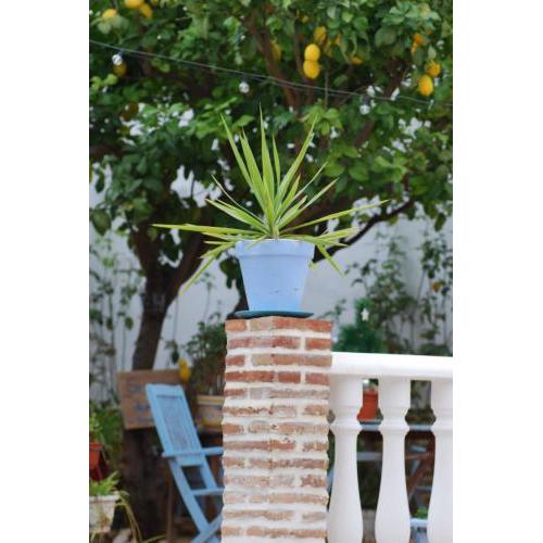El Patio del Limonero