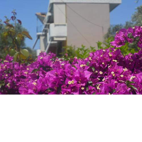 Eleonas Apartments