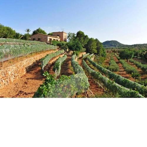 Es Castell de Ca n'Alou de Ses Cases Noves