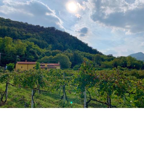 Euganean Hills Natural Park: Casale Il Boschetto