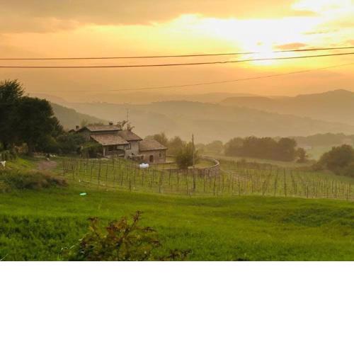 Fattoria Branciana