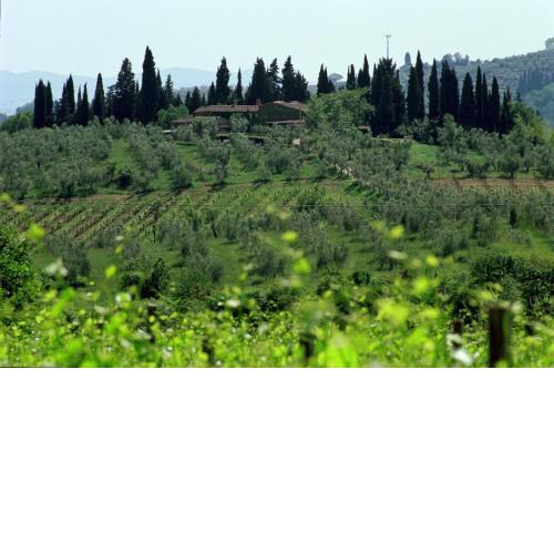 Fattoria Casa Sola