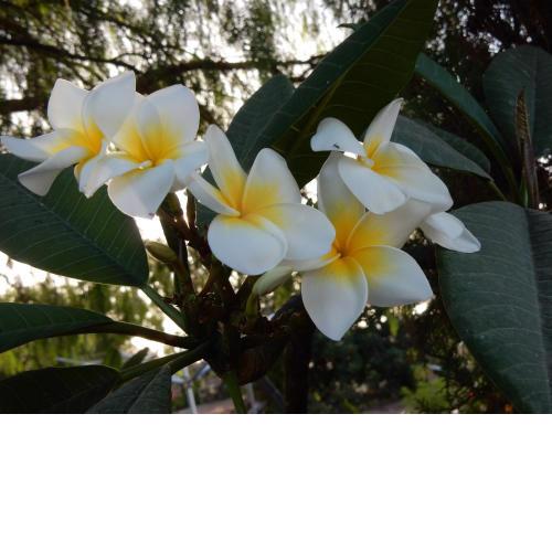Finca Florida