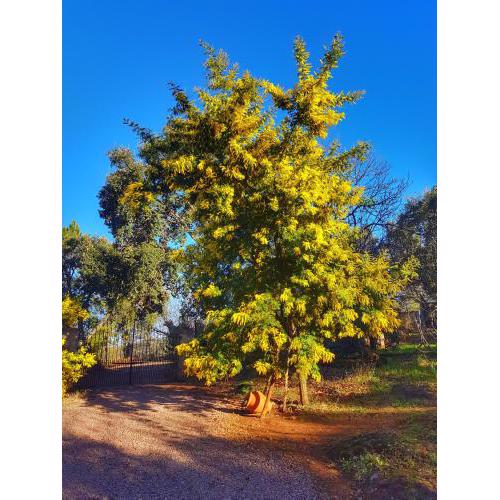 Finca la Viriñuela