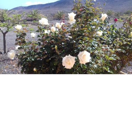 Finca Los Rosales