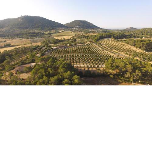 Finca Treurer - Olive Grove & Grand House - Adults Only