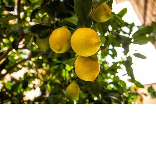 Fior di Limone