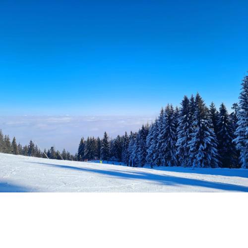Flora Ski-slope Studio Apartment
