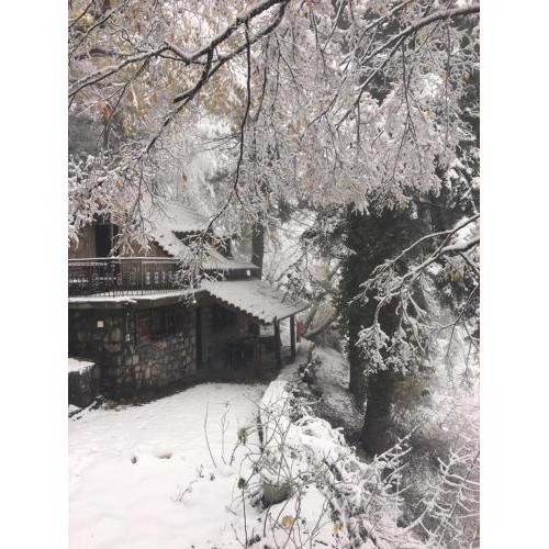 Forest House