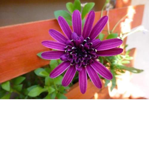 Garden Fiorella