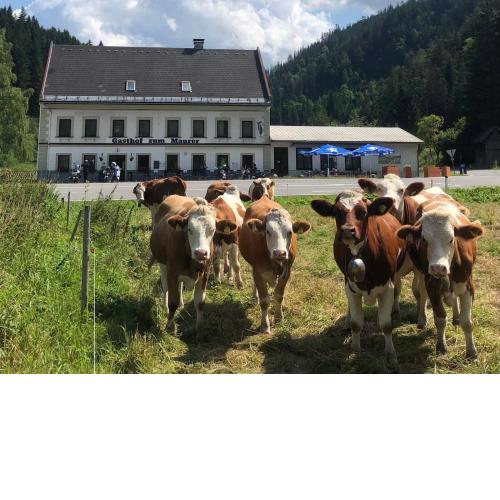Gasthof zum Maurer
