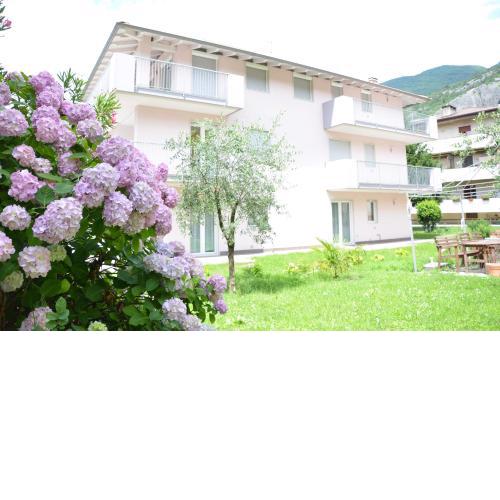 Geranio-Buganville-Viola