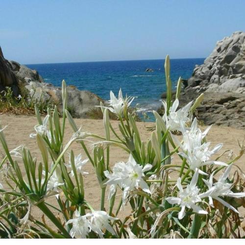 Giglio di mare