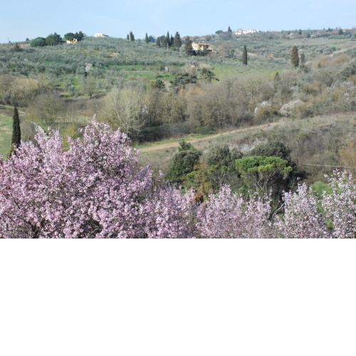 Gli Oleandri di Belfiore