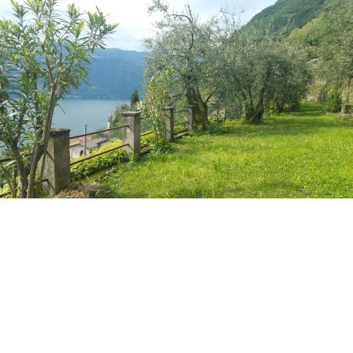 Gli Ulivi di Nesso