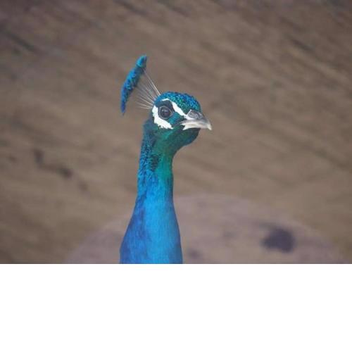 Granja El Regajo