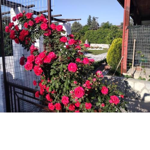 Green house - Apartment in Aridaia-Loutra Pozar