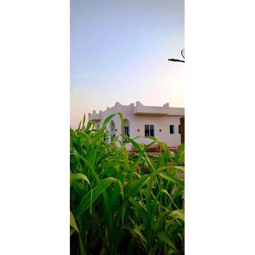 Green Oasis Villa