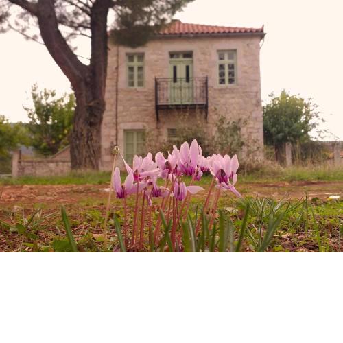 Heritage House in Peleta