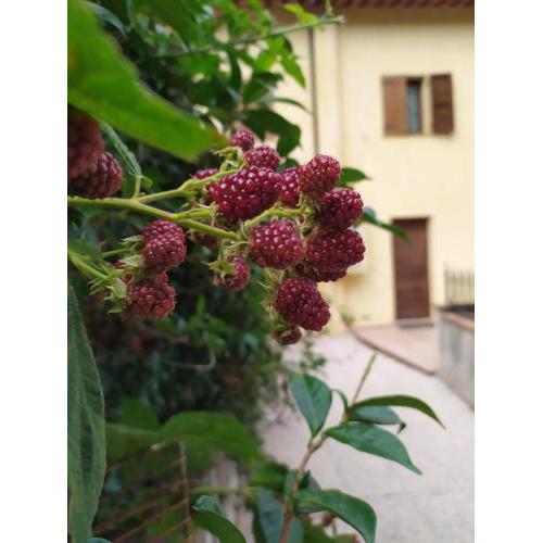 Home Easy Home, Spoleto