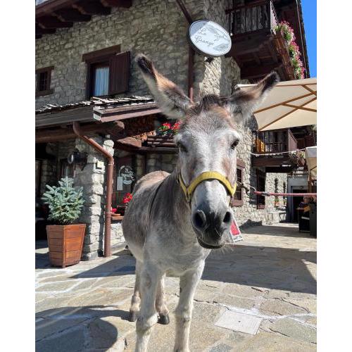 Hotel La Grange - Animal Chic Hotel