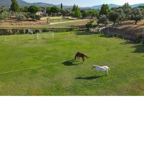House in 10 acres of grass with horses